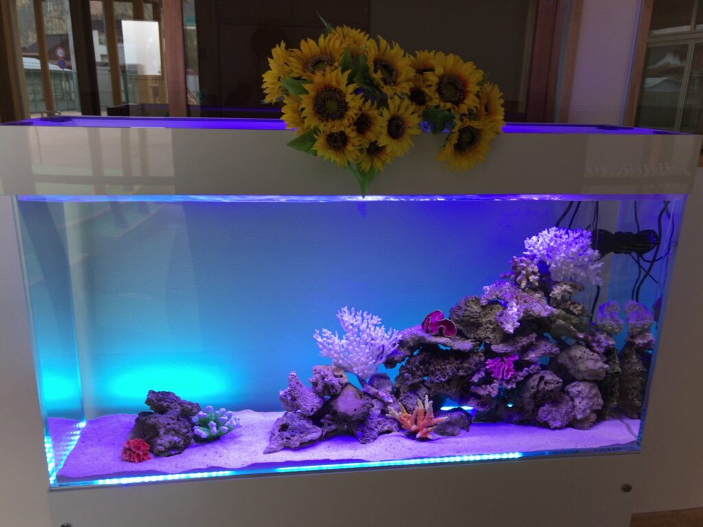 食堂 - コンパクト水槽