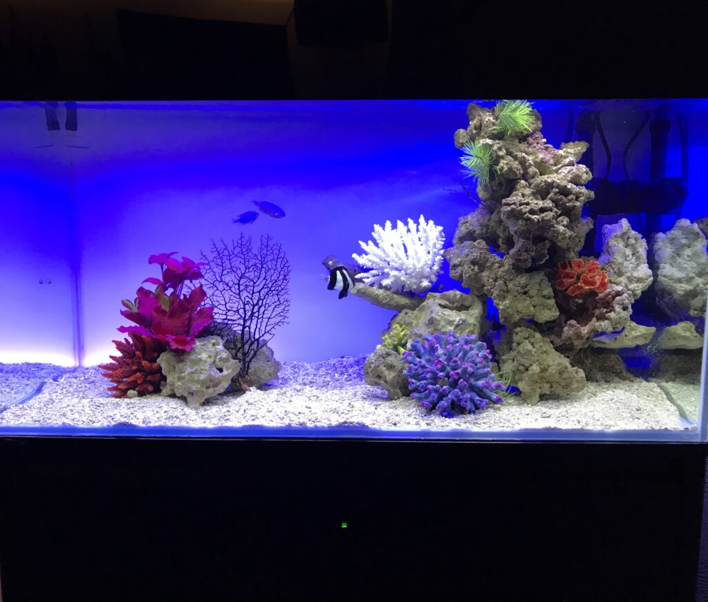 サンゴ水槽 - カフェカウンター