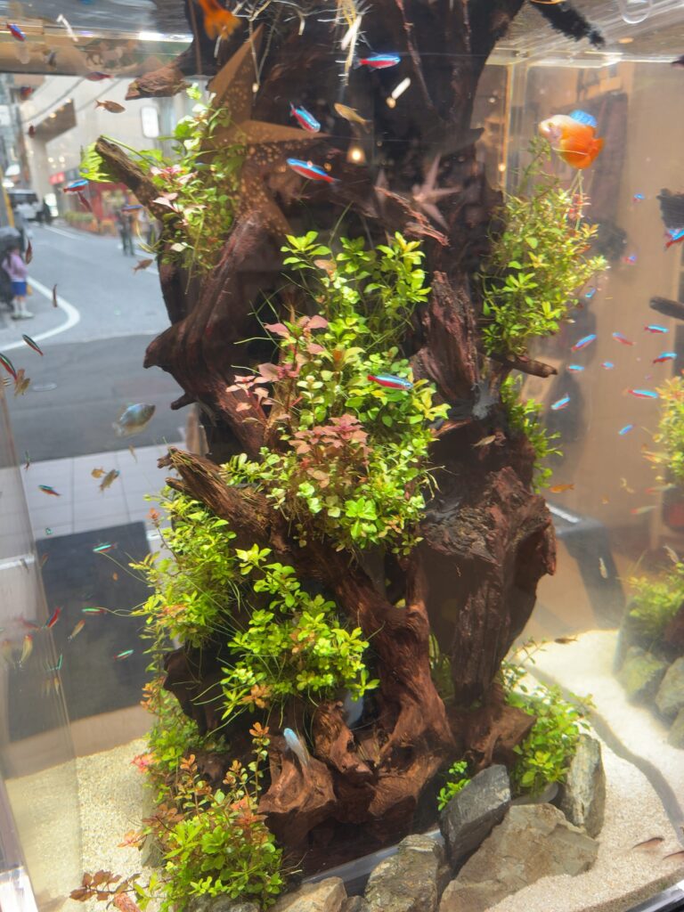 サンゴ水槽 - 縦型タワー