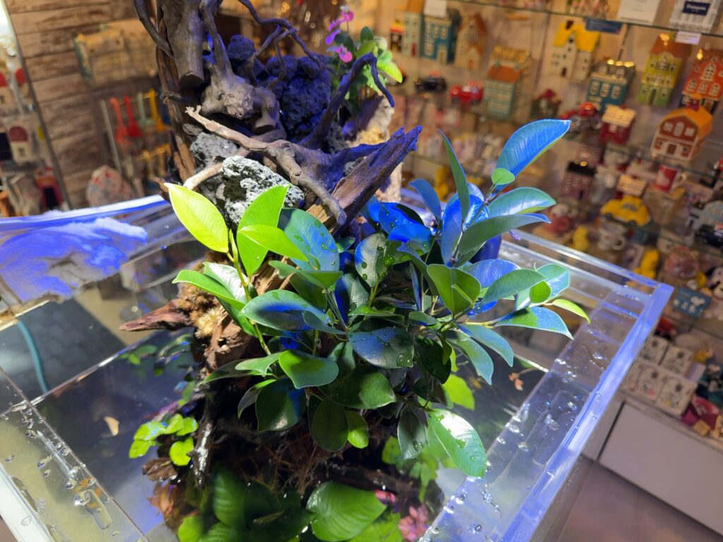 飲食店Bar - 横長海水水槽