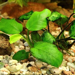 アヌビアス ナナ