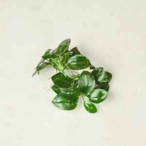 アヌビアス ナナ プチ