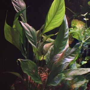 ブセファランドラ クダガン