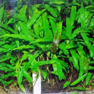 クリプトコリネ ウェンティー グリーン