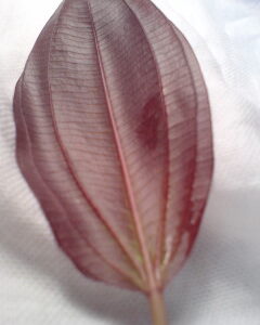 エキノドルス レッドルビン