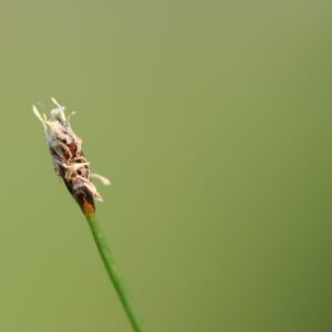 エキノドルス テネルス