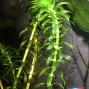 アナカリス（オオカナダモ）