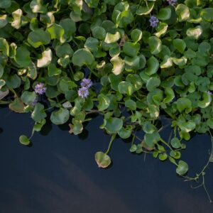 ホテイアオイ（ホテイ草）