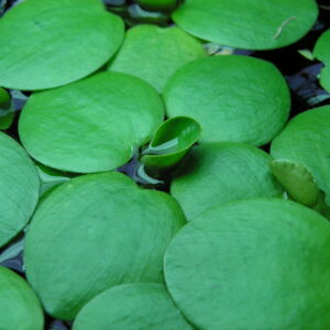 ドワーフアマゾンフロッグピット