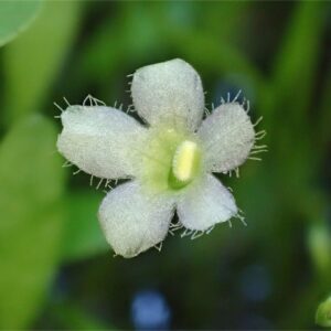 グロッソスティグマ