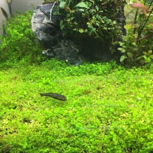 キューバパールグラス