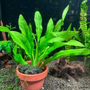 アマゾンソード