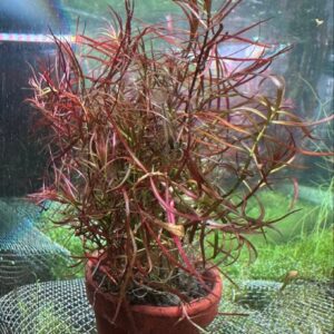 ニードルリーフルドウィジア