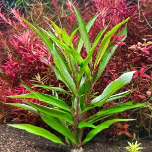 ハイグロフィラタイストリクタ