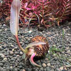 レースプラント