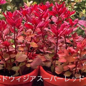 ルドウィジアスーパーレッド