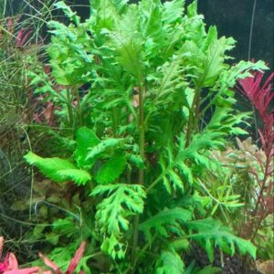 ウォーターウィステリア