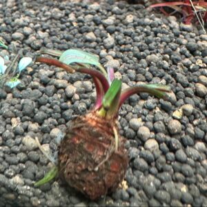 レースプラント