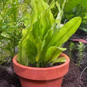 ラッフルソード