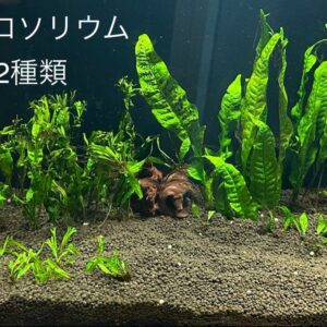 ミクロソリウム2種セット