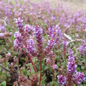 ロタラ ロトンディフォリア