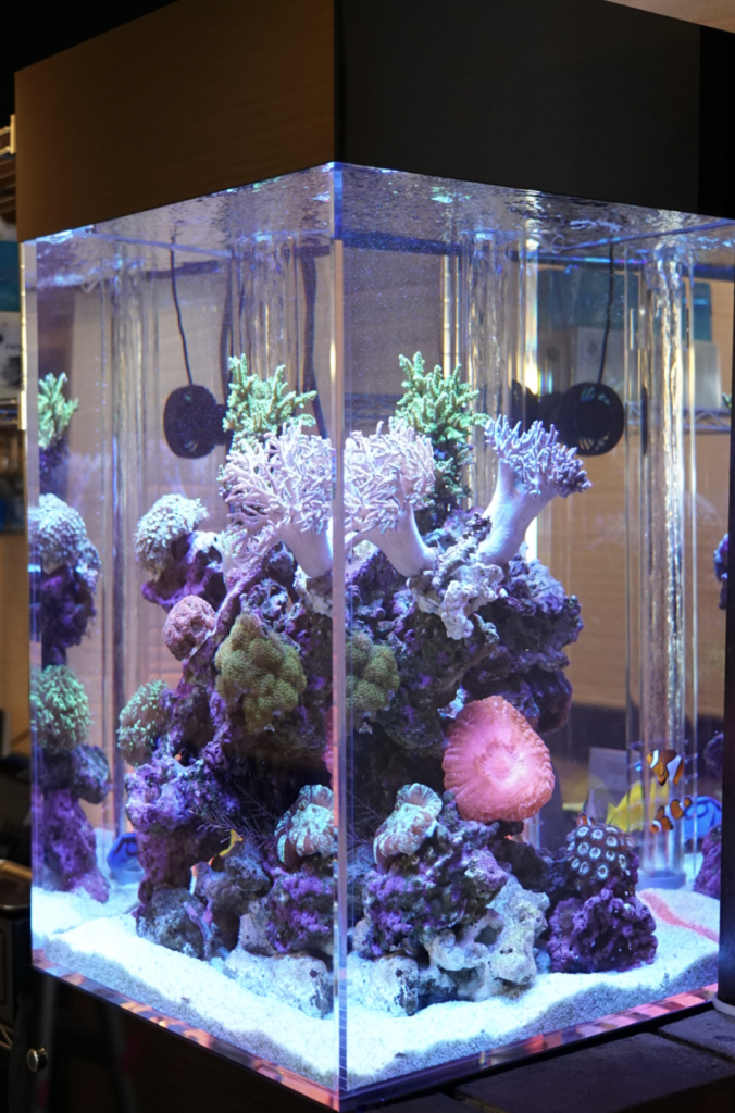 サンゴ水槽 - Red Sea大型リーフタンク